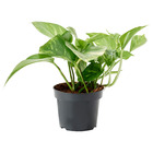 EPIPREMNUM ЭПИПРЕМНУМ