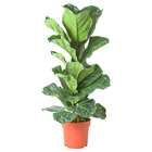 FICUS LYRATA ФИКУС ЛИРАТА