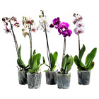 PHALAENOPSIS ФАЛЕНОПСИС