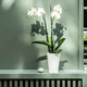 PHALAENOPSIS ФАЛЕНОПСИС