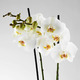 PHALAENOPSIS ФАЛЕНОПСИС