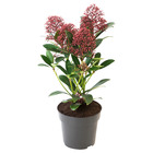 SKIMMIA JAPONICA RUBELLA СКИММИЯ