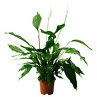 SPATHIPHYLLUM СПАТИФИЛЛУМ