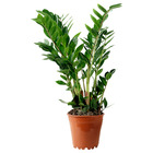 ZAMIOCULCAS ЗАМИОКУЛКАС